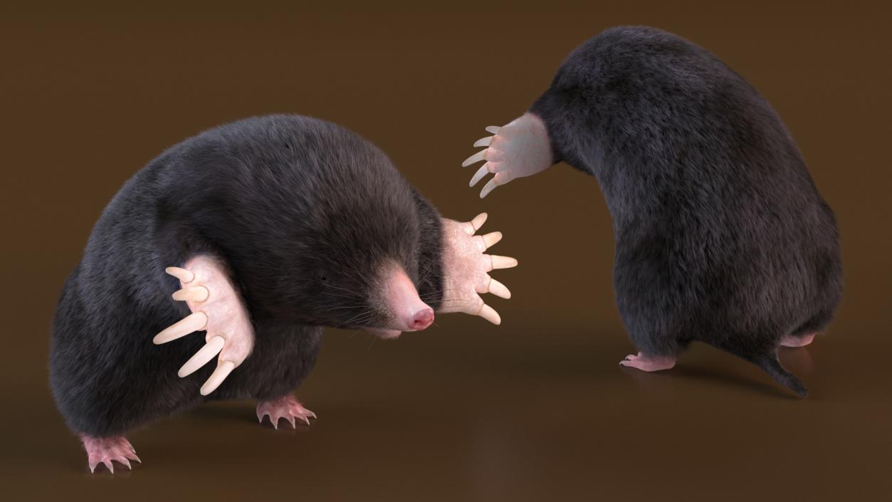 3D model Burrowing Mole Fur 2