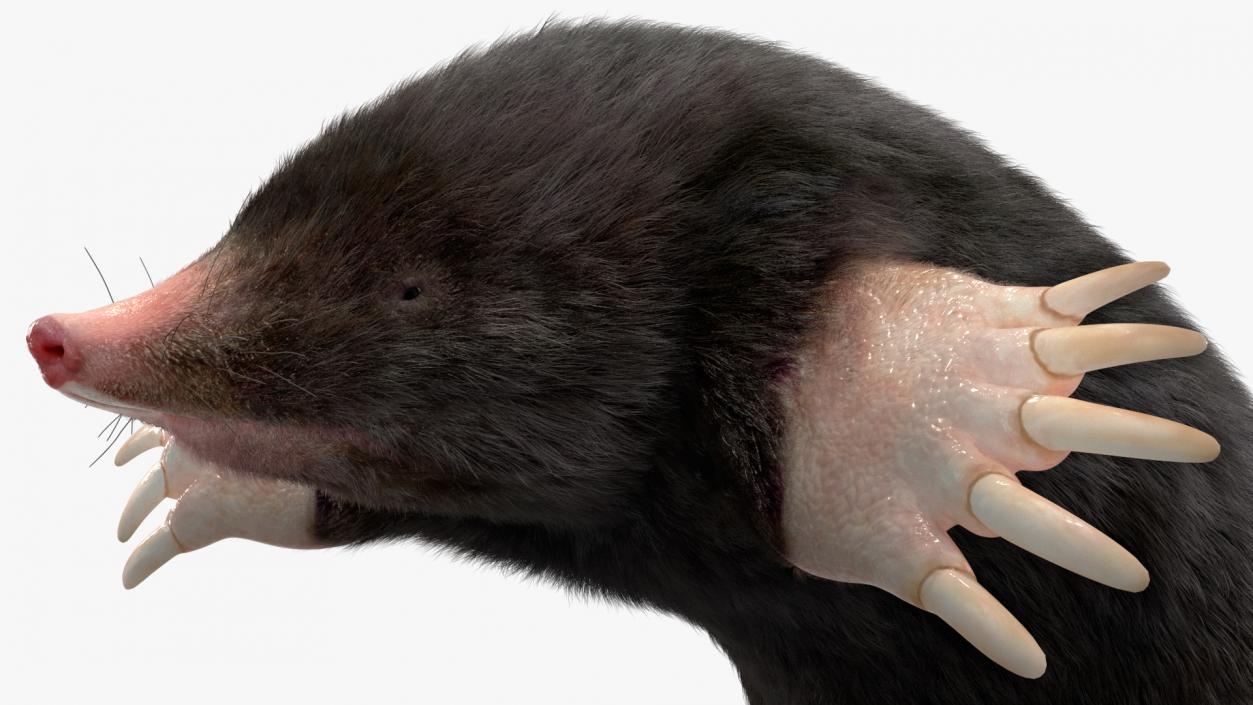 3D model Burrowing Mole Fur 2