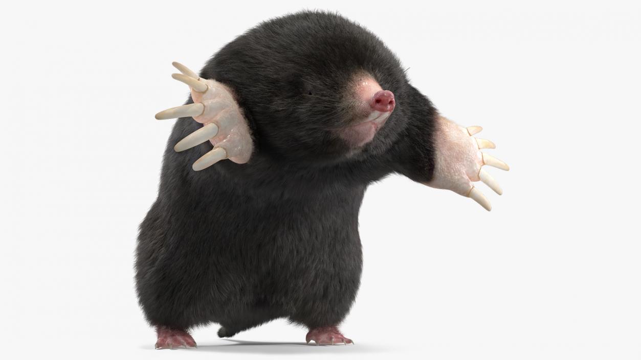 3D model Burrowing Mole Fur 2