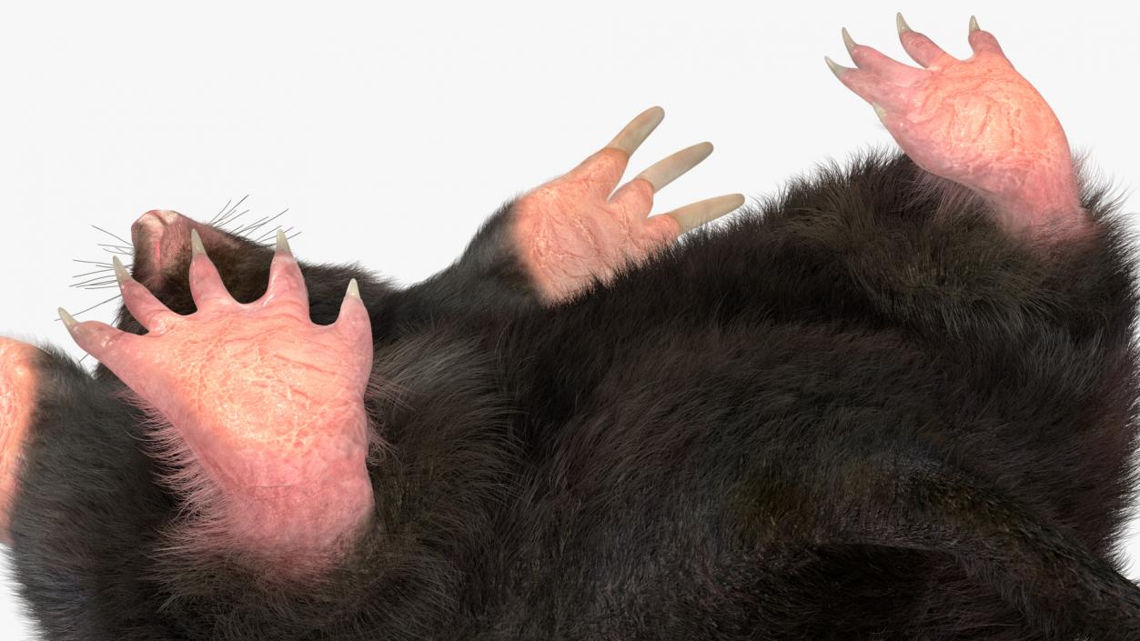 3D model Burrowing Mole Fur 2