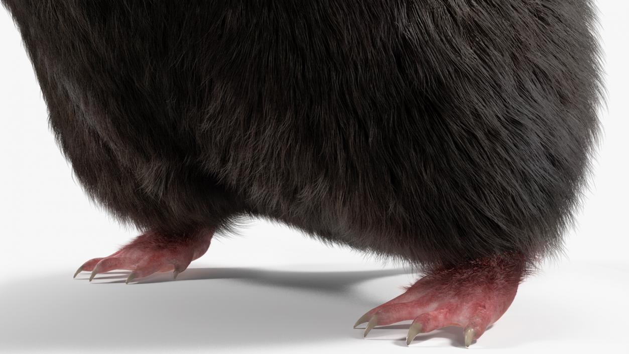 3D model Burrowing Mole Fur 2