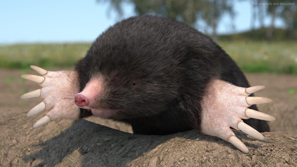 3D model Burrowing Mole Fur 2