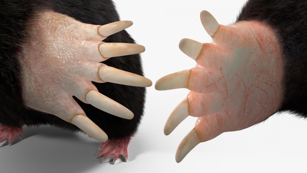 3D model Burrowing Mole Fur 2