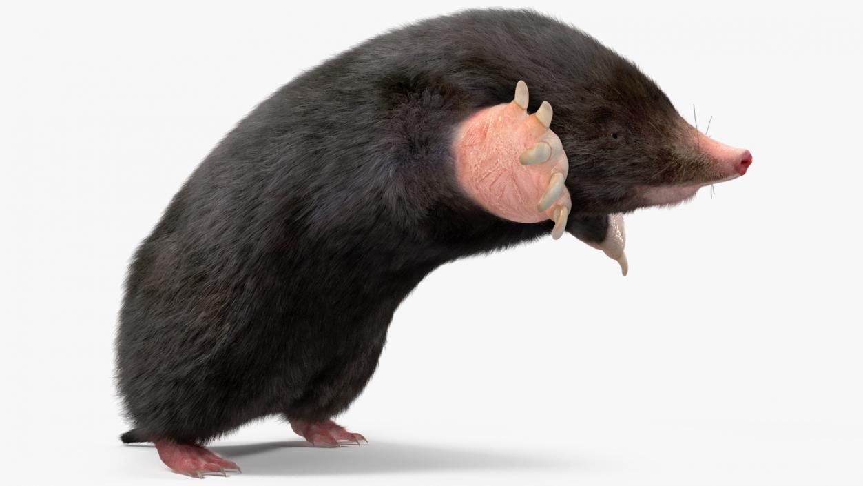 3D model Burrowing Mole Fur 2