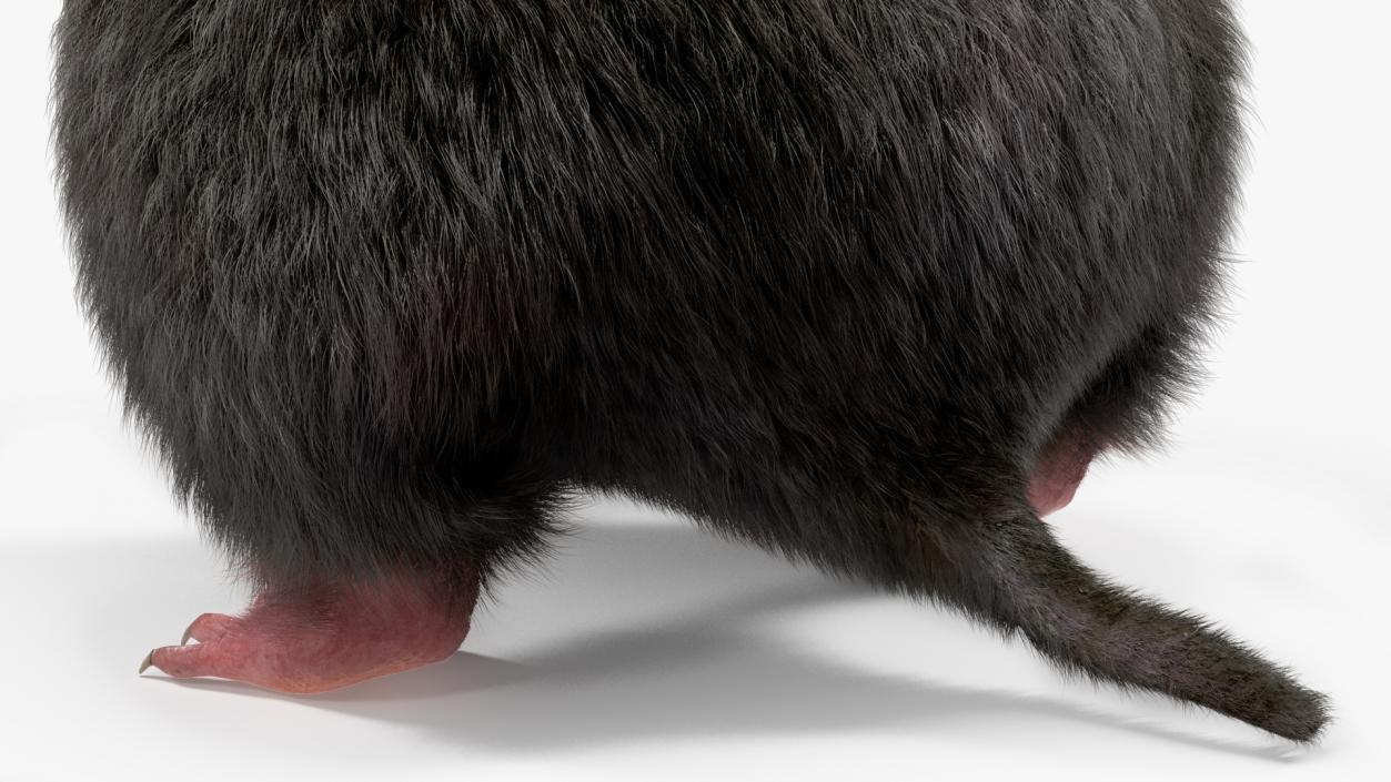 3D model Burrowing Mole Fur 2