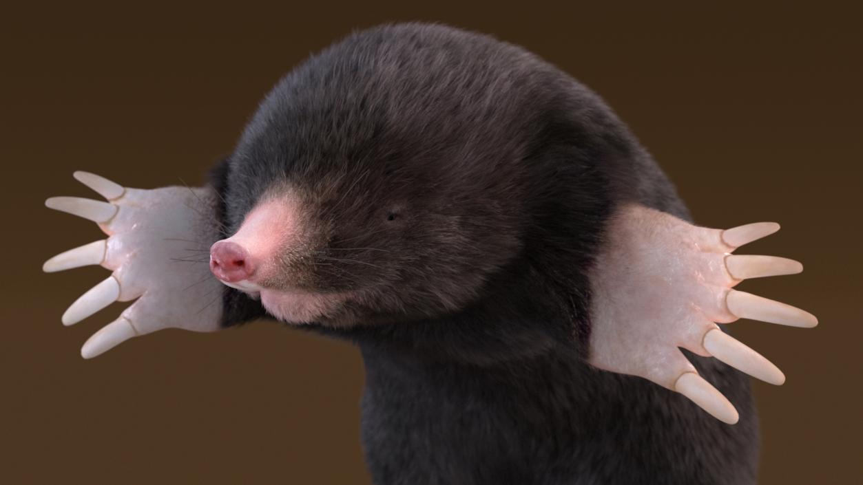 3D model Burrowing Mole Fur 2