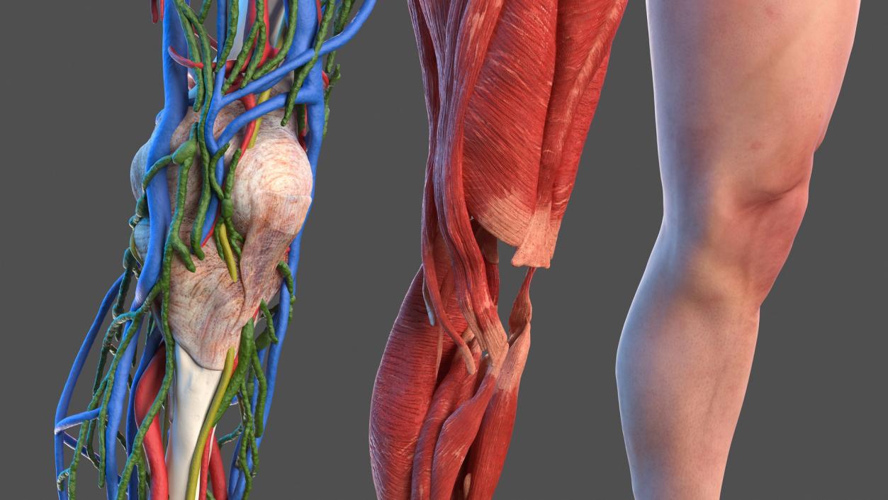 3D model Male Leg Full Anatomy and Skin