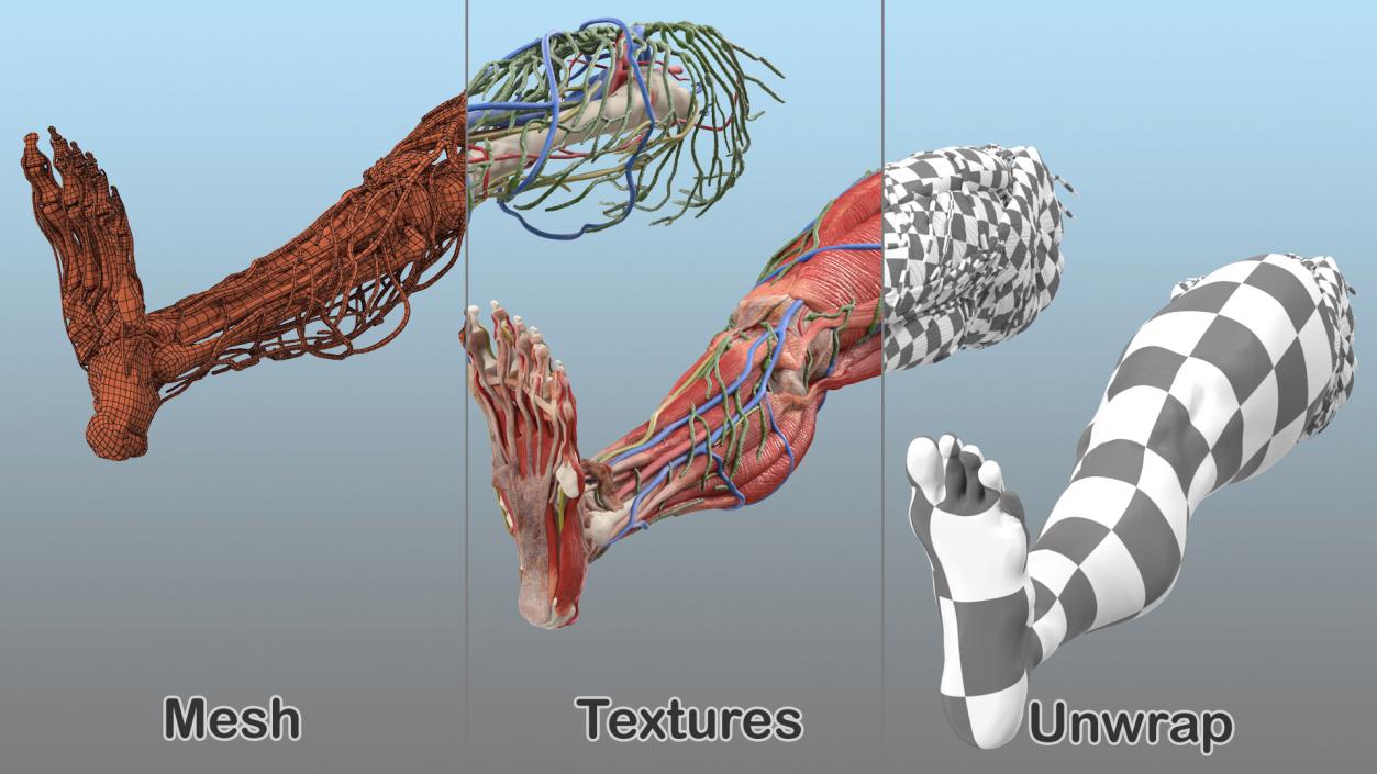 3D model Male Leg Full Anatomy and Skin