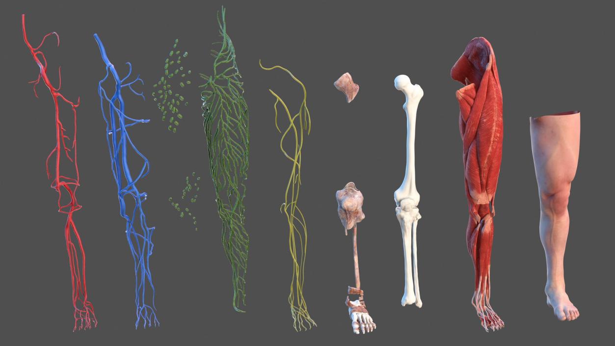 3D model Male Leg Full Anatomy and Skin