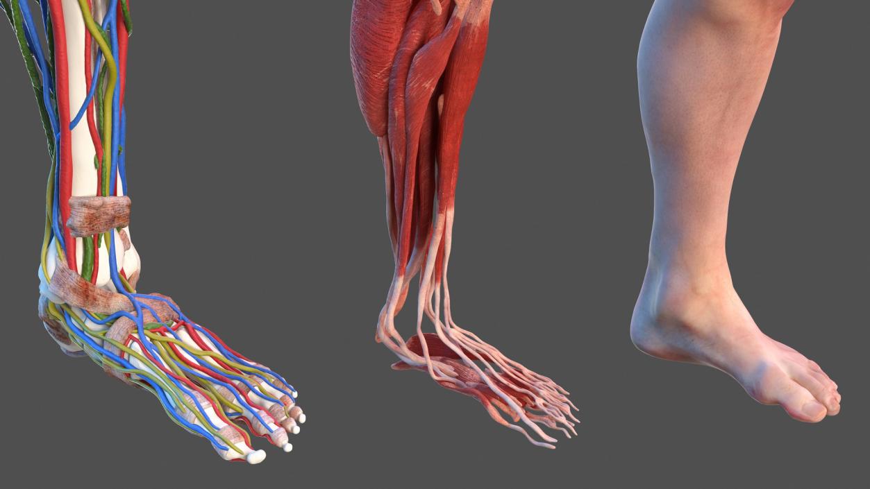 3D model Male Leg Full Anatomy and Skin