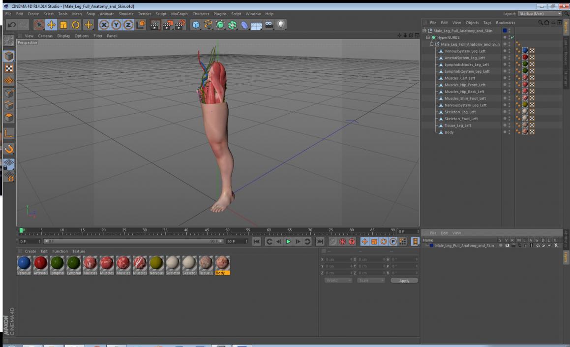 3D model Male Leg Full Anatomy and Skin