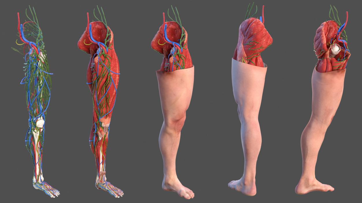 3D model Male Leg Full Anatomy and Skin