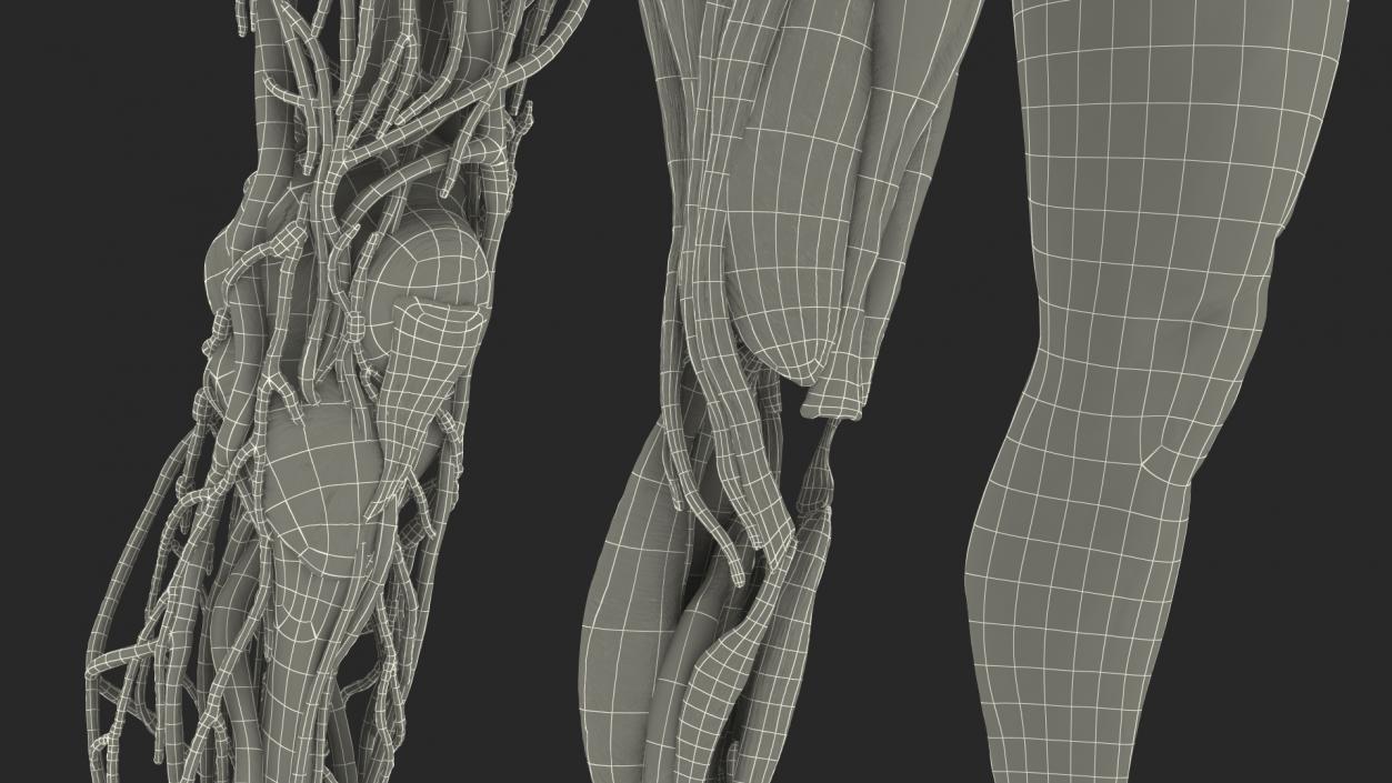 3D model Male Leg Full Anatomy and Skin