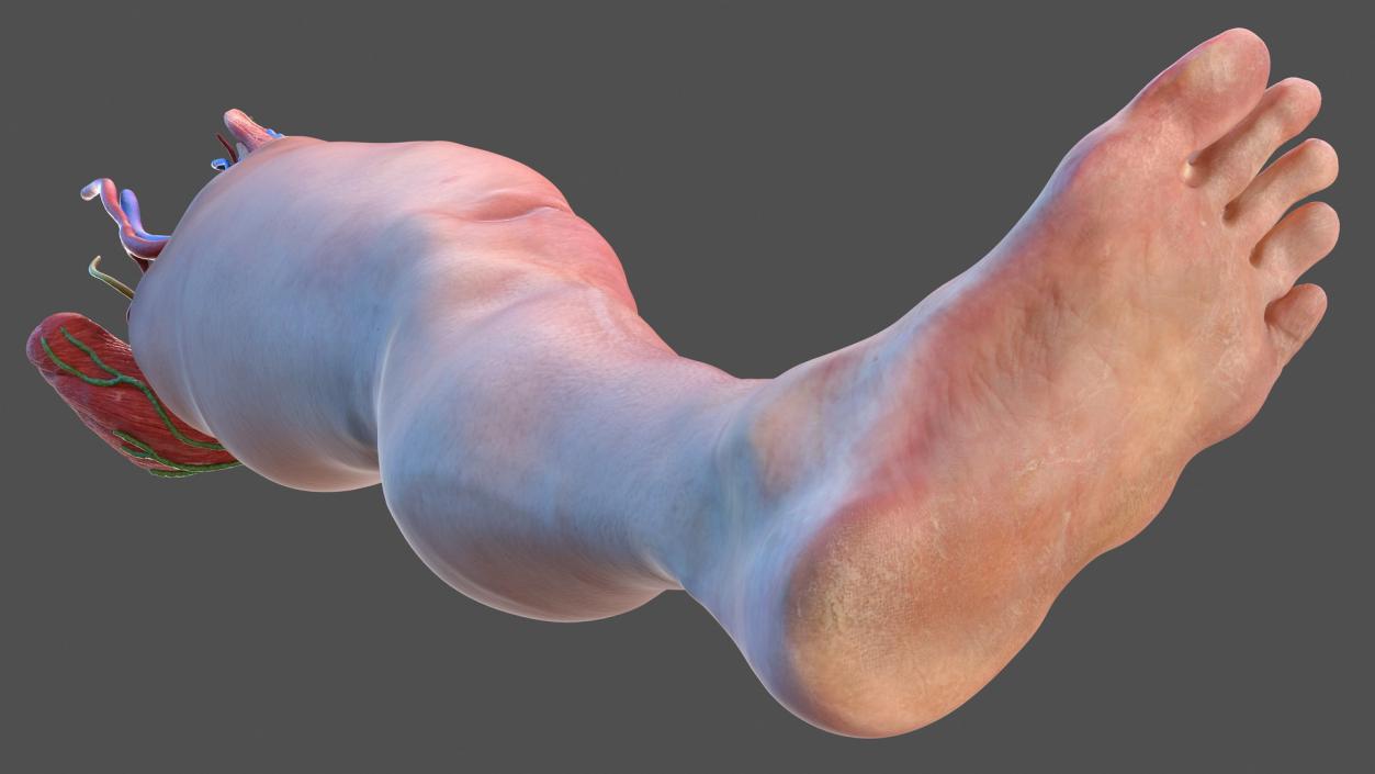 3D model Male Leg Full Anatomy and Skin