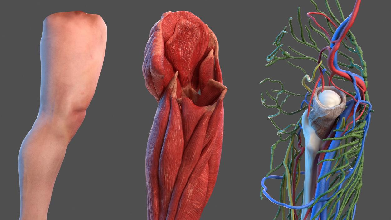 3D model Male Leg Full Anatomy and Skin