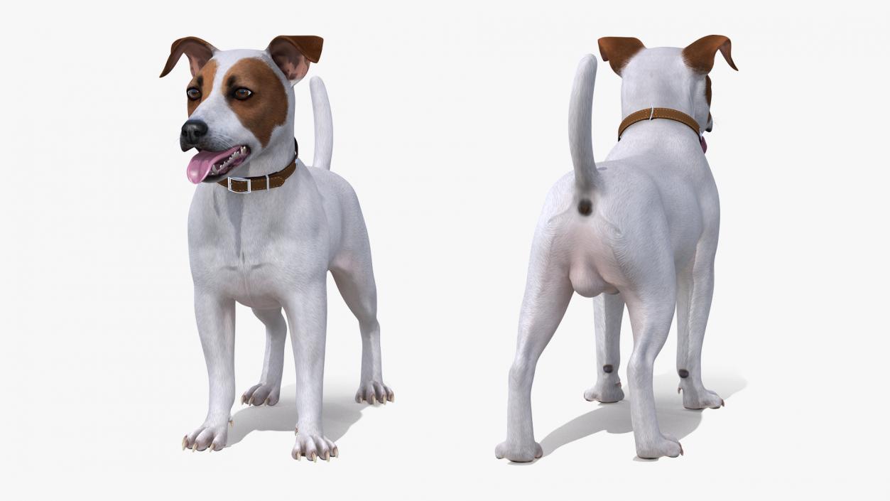 3D Jack Russell Terrier White Attention Pose