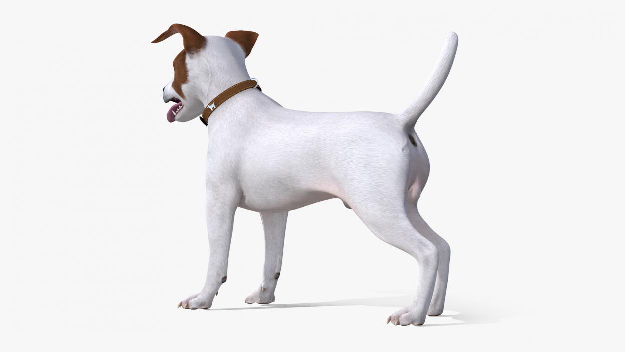 3D Jack Russell Terrier White Attention Pose