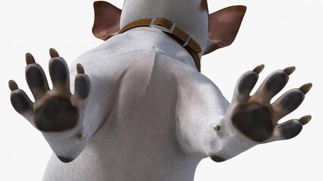 3D Jack Russell Terrier White Attention Pose