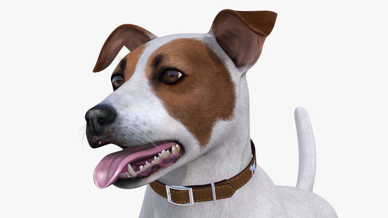 3D Jack Russell Terrier White Attention Pose