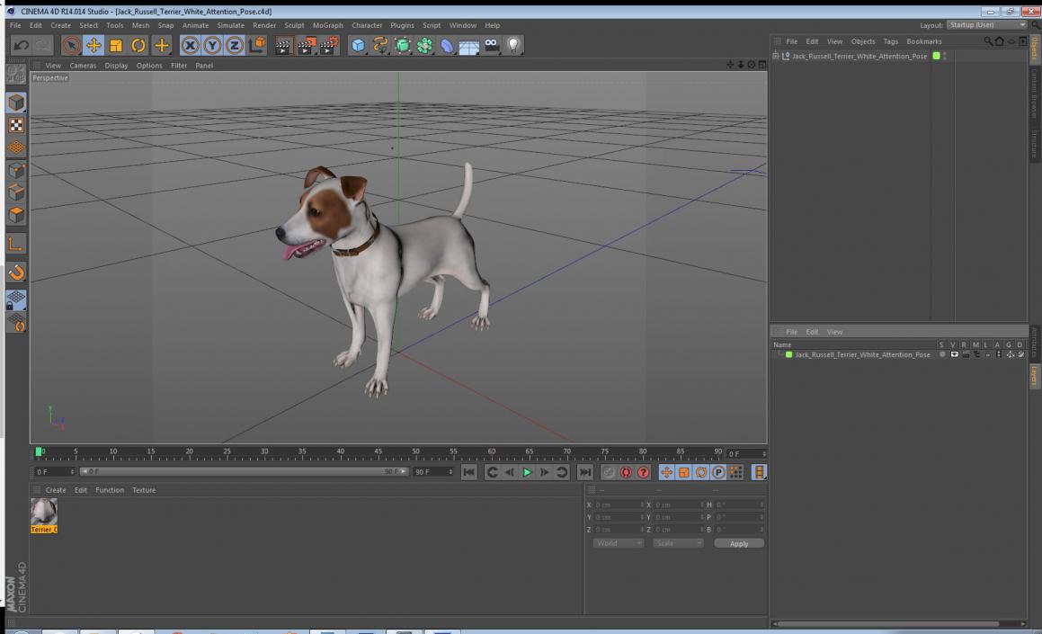 3D Jack Russell Terrier White Attention Pose