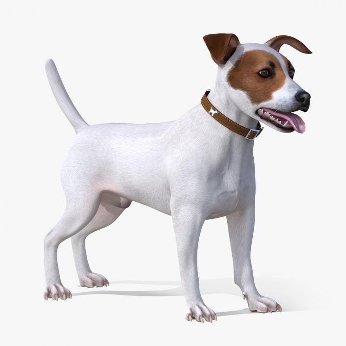 3D Jack Russell Terrier White Attention Pose