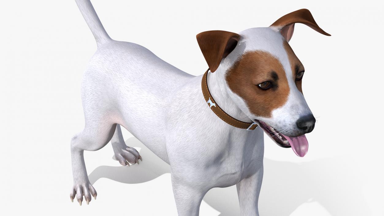 3D Jack Russell Terrier White Attention Pose