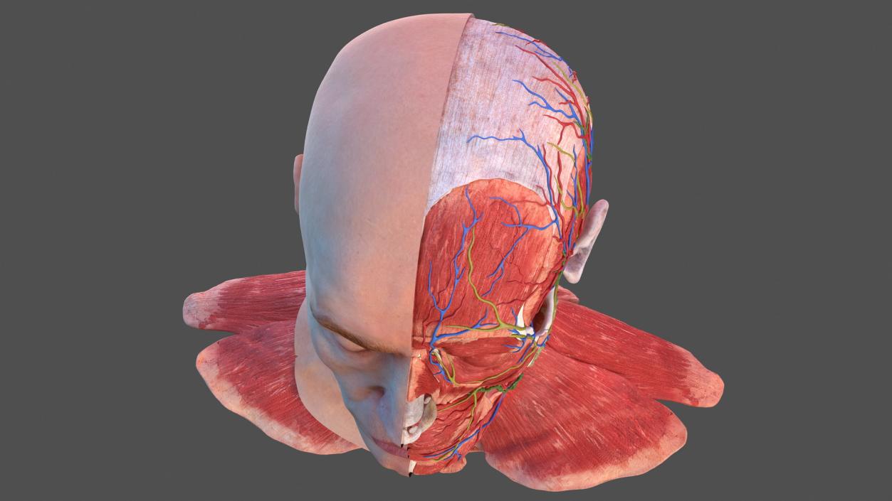 3D Anatomical Male Head Model with Neck