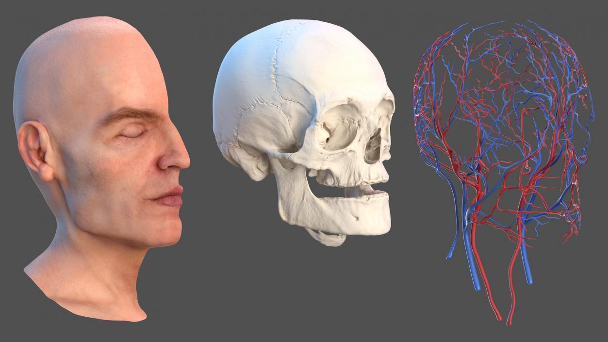 3D Anatomical Male Head Model with Neck