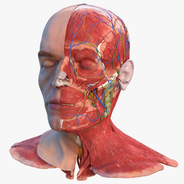 3D Anatomical Male Head Model with Neck