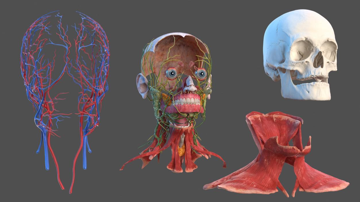 3D Anatomical Male Head Model with Neck