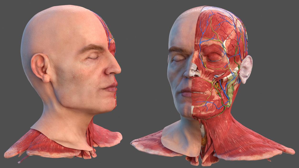 3D Anatomical Male Head Model with Neck