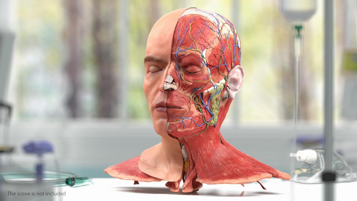 3D Anatomical Male Head Model with Neck