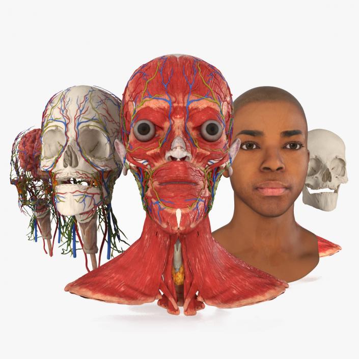 3D Man Head Anatomy