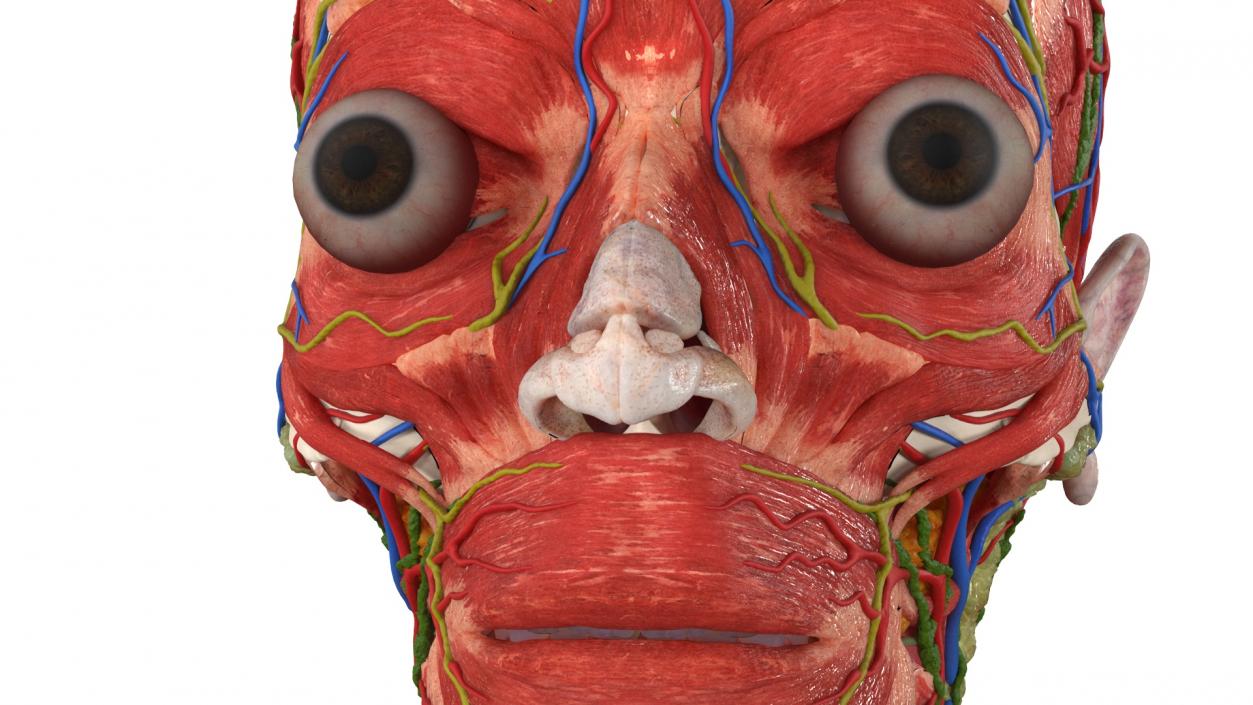 3D Man Head Anatomy