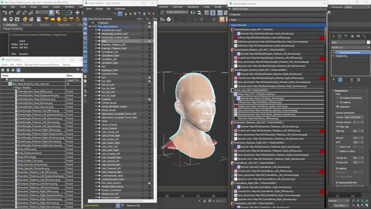 3D Man Head Anatomy