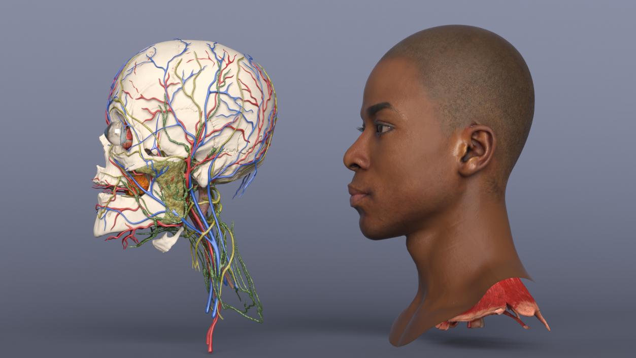 3D Man Head Anatomy