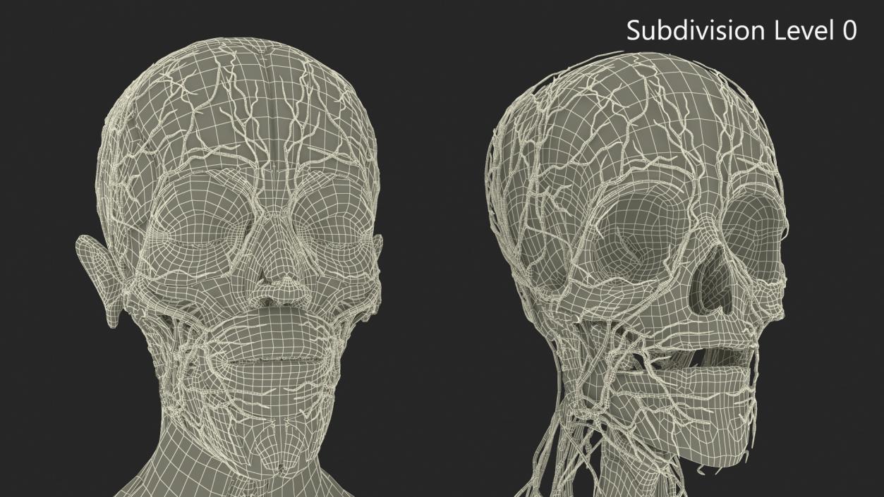 3D Man Head Anatomy