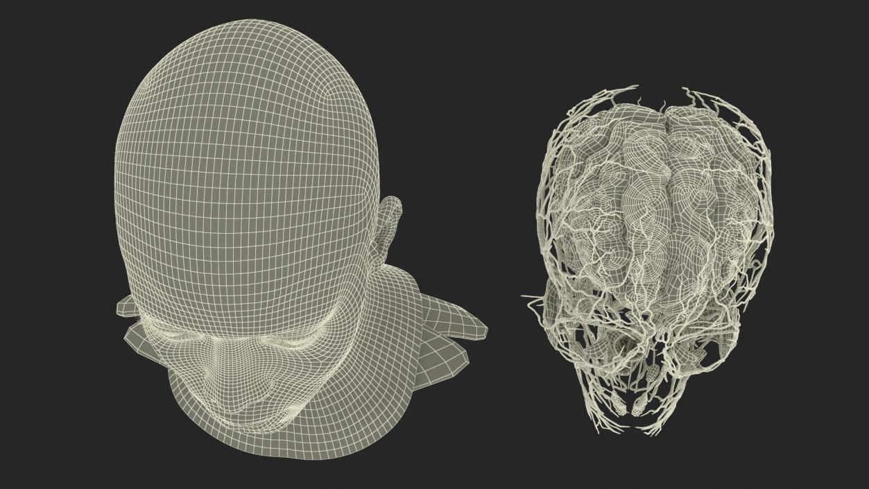 3D Man Head Anatomy