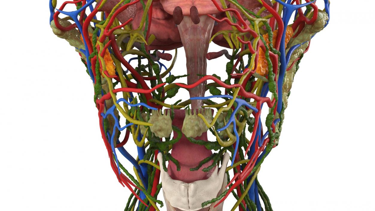 3D Man Head Anatomy