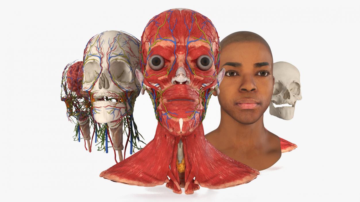 3D Man Head Anatomy