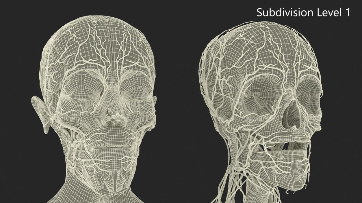 3D Man Head Anatomy