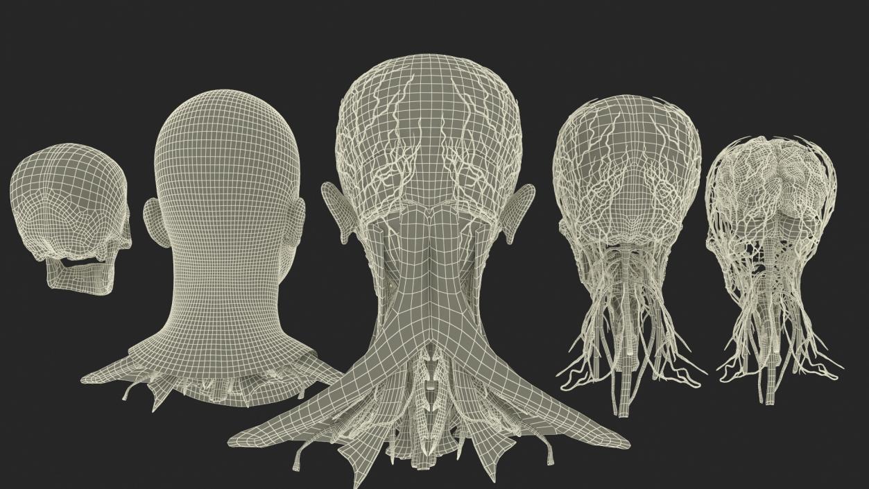 3D Man Head Anatomy