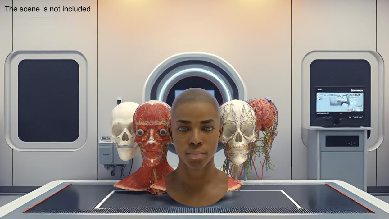 3D Man Head Anatomy