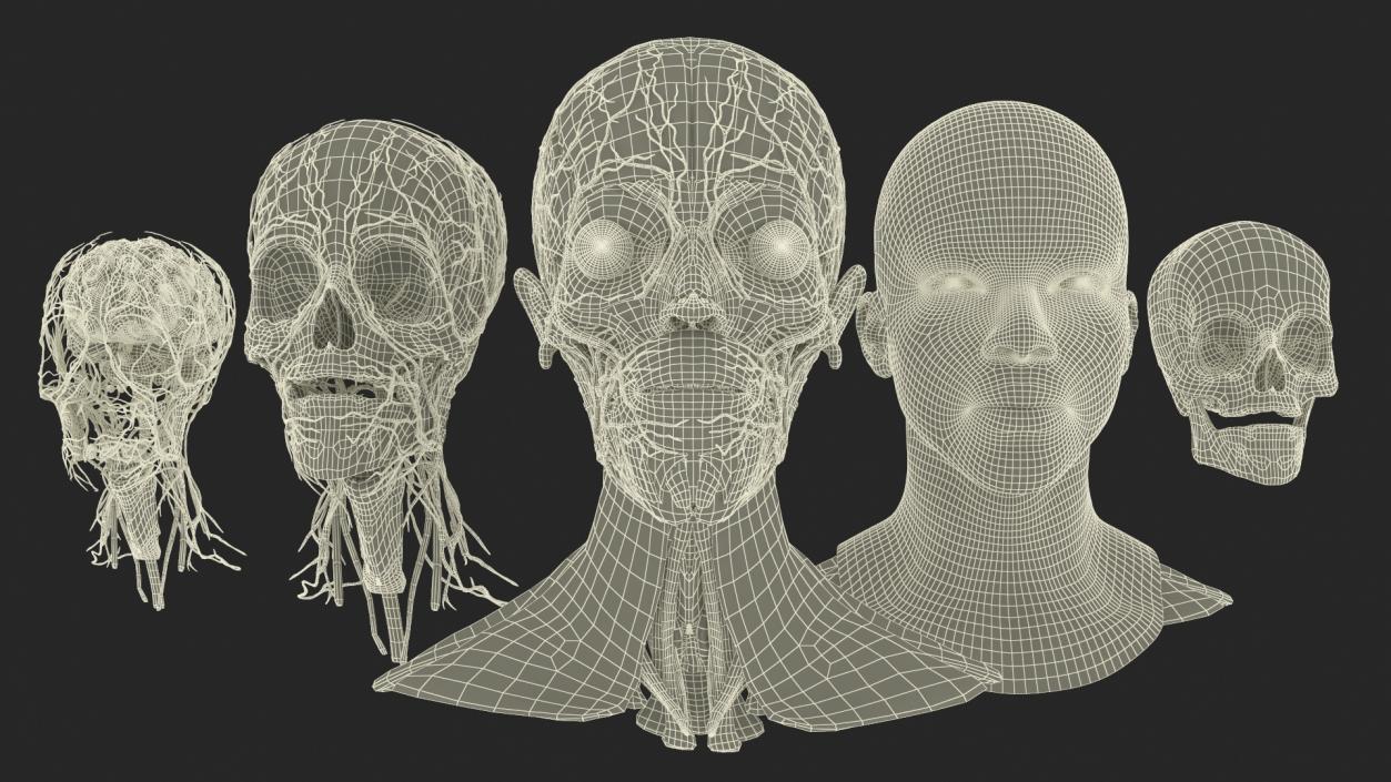 3D Man Head Anatomy