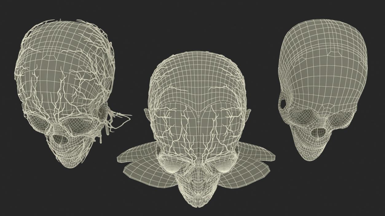 3D Man Head Anatomy