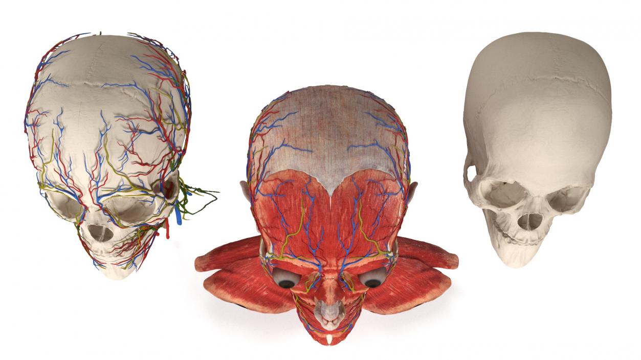 3D Man Head Anatomy