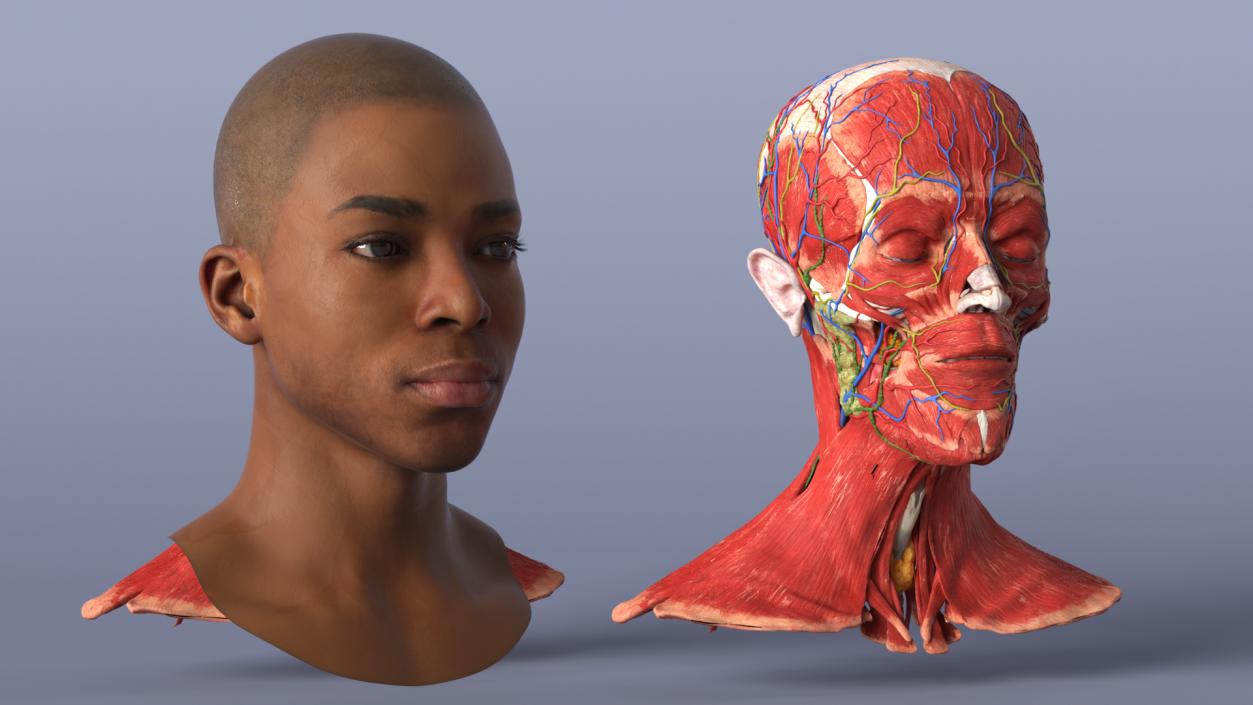 3D Man Head Anatomy