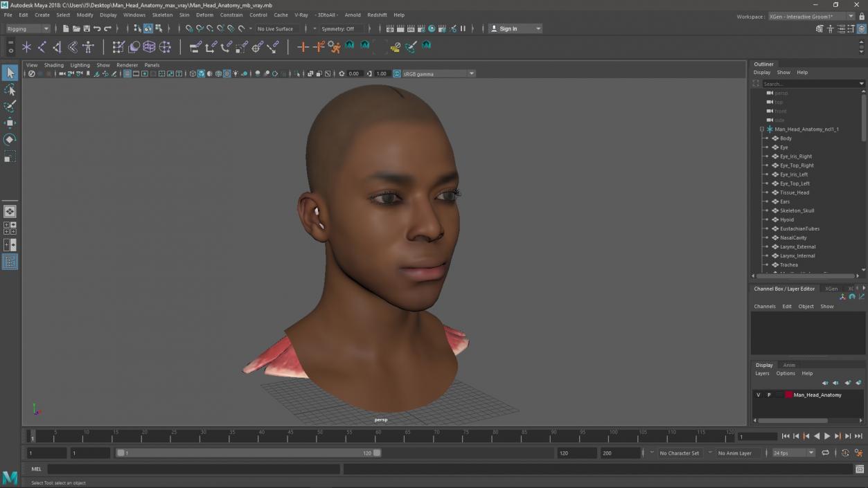 3D Man Head Anatomy