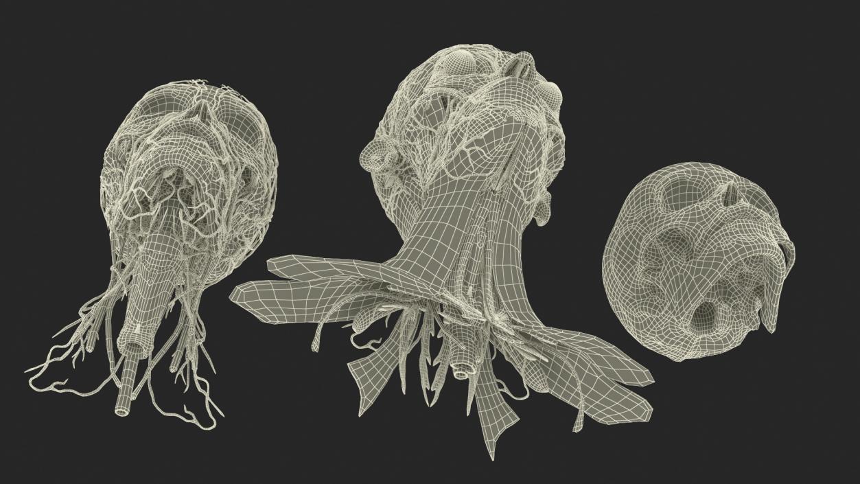 3D Man Head Anatomy