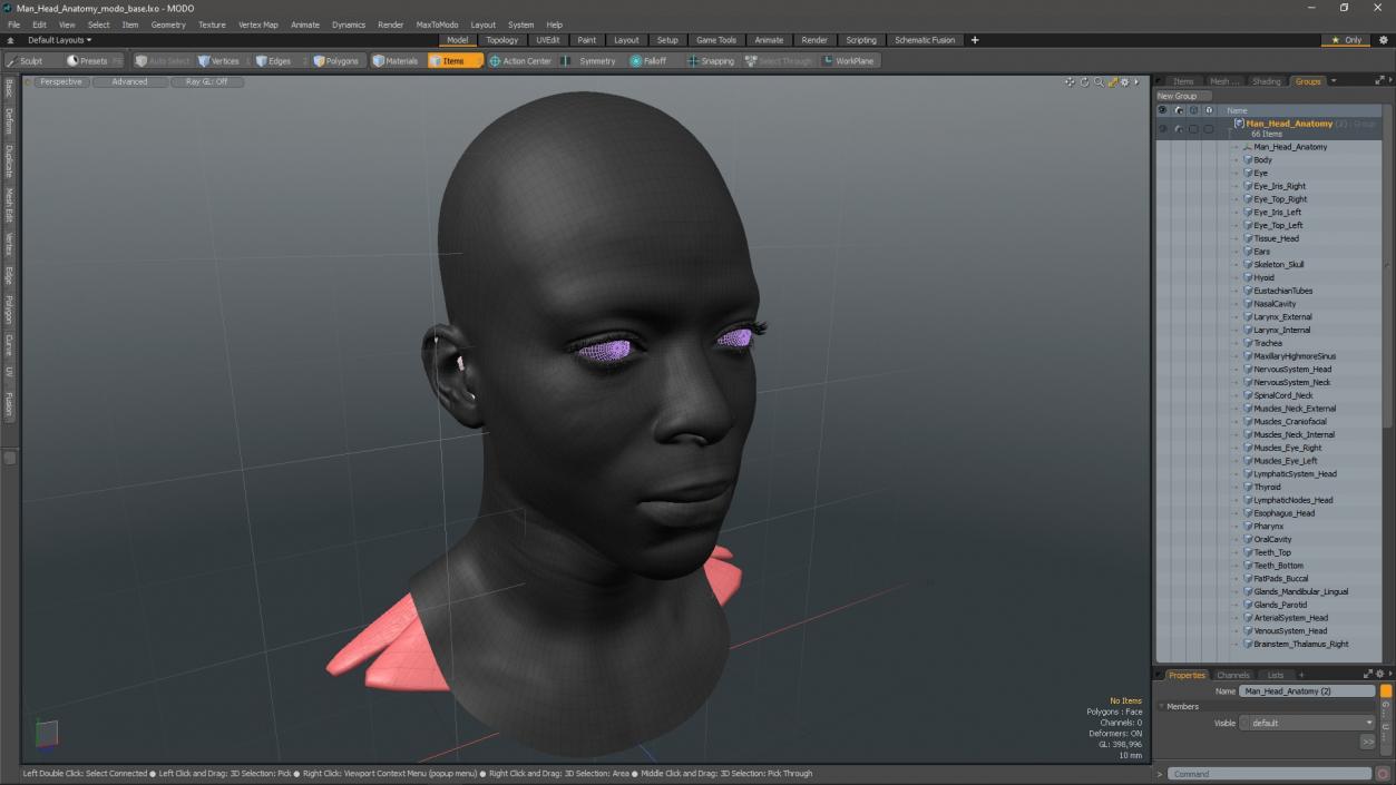 3D Man Head Anatomy